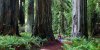 redwood tree.jpg