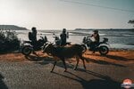 A cow walking in front of motorcyclists on Himalayan 450s